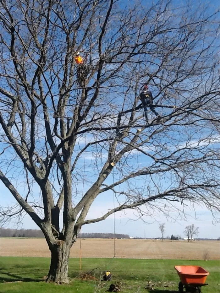 Trimming a Large Tree